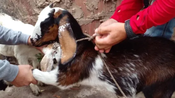 Detienen a dos vendedores ambulantes por el robo de cabrillonas a puestero de Albardón