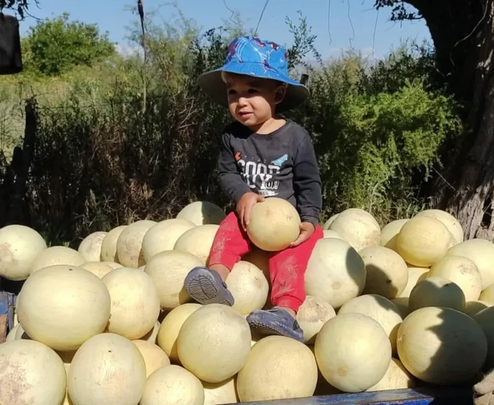 Concurso “La mejor foto en Producción de Melón de San Juan, ingeniera Silvia Cortez”