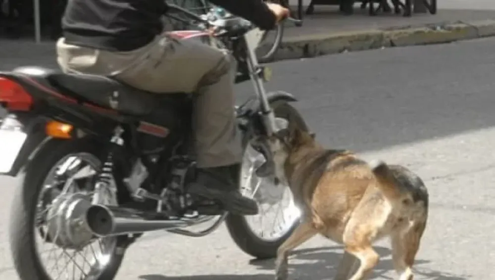 Peligro por los perros que sueltan a la calle