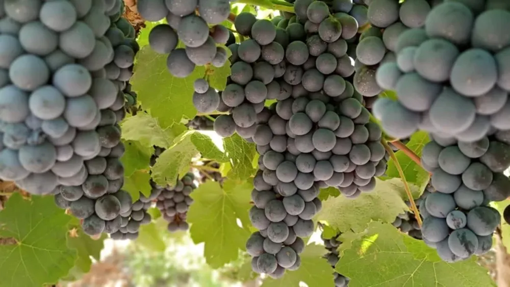 El Bonarda argentino