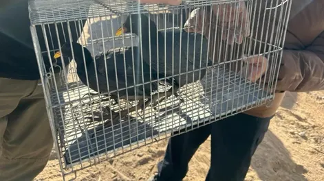 Tras dos allanamientos recuperaron 8 aves autóctonas y detuvieron a un hombre