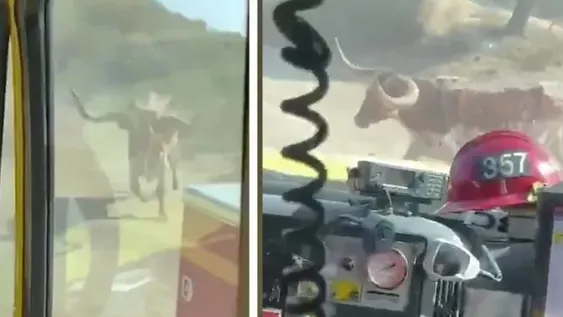 [VIDEO] Bomberos fueron perseguidos por un toro salvaje mientras apagaban un incendio