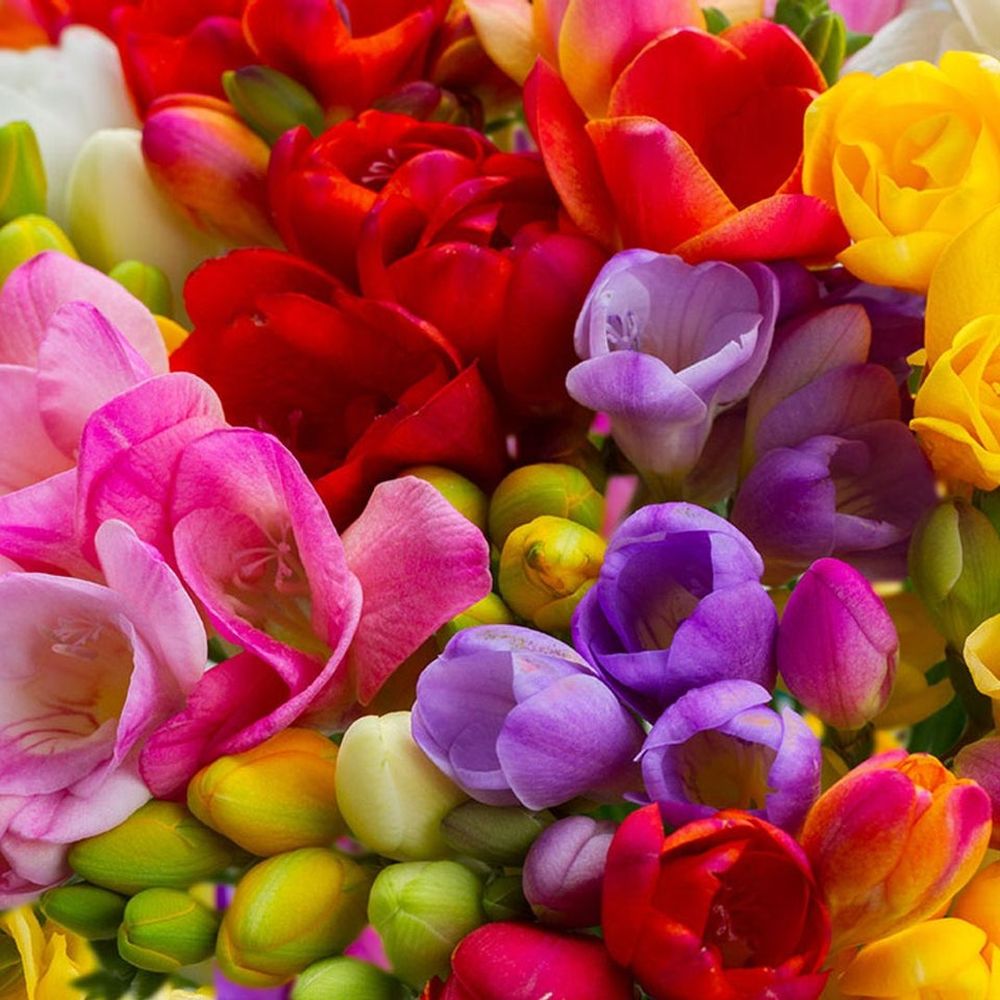 Fresias