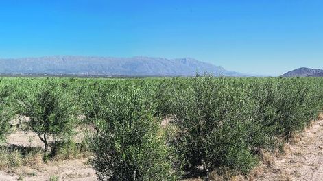 Semana de olivicultura con muy poco para celebrar en Argentina
