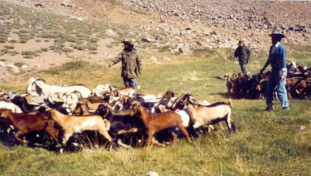 Veranadas: Chile reconoció que hay 14 pasos ilegales