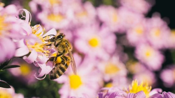 Las abejas y las avispas se ven atraídas por las flores del jardín.