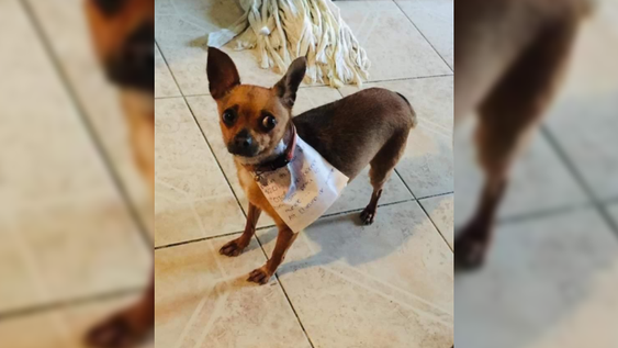 Increíble: entrenó a su perra para que haga las compras