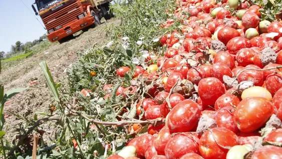 TECNIFICACIÓN. El tomate para industria es el sector con mayor porcentaje de producción riego por goteo, con más del 95% de las fincas con este sistema.