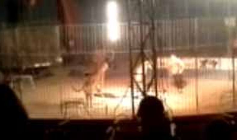 En México, un tigre mató a su domador en plena función