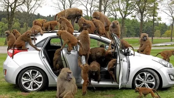 Se escaparon monos de un safari e hicieron destrozos en las calles