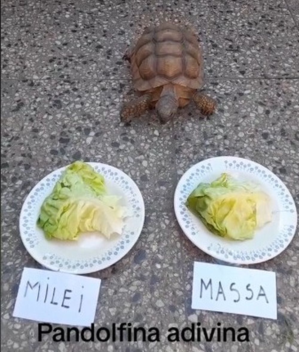 La Tortuga y su primera experiencia en línea