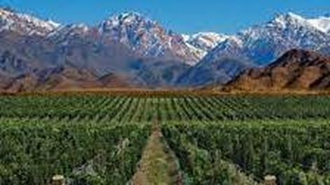 Un importante productor mundial de vinos prevé una fuerte caída en la cosecha de uva