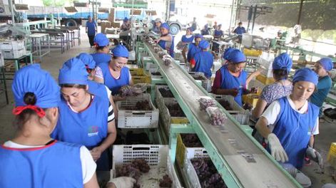 La uva de mesa está sentenciada por devaluación europea y rusa