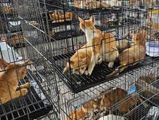 conmocion en vietnam: rescataron a casi 400 gatos de una red que los vendia para consumo humano
