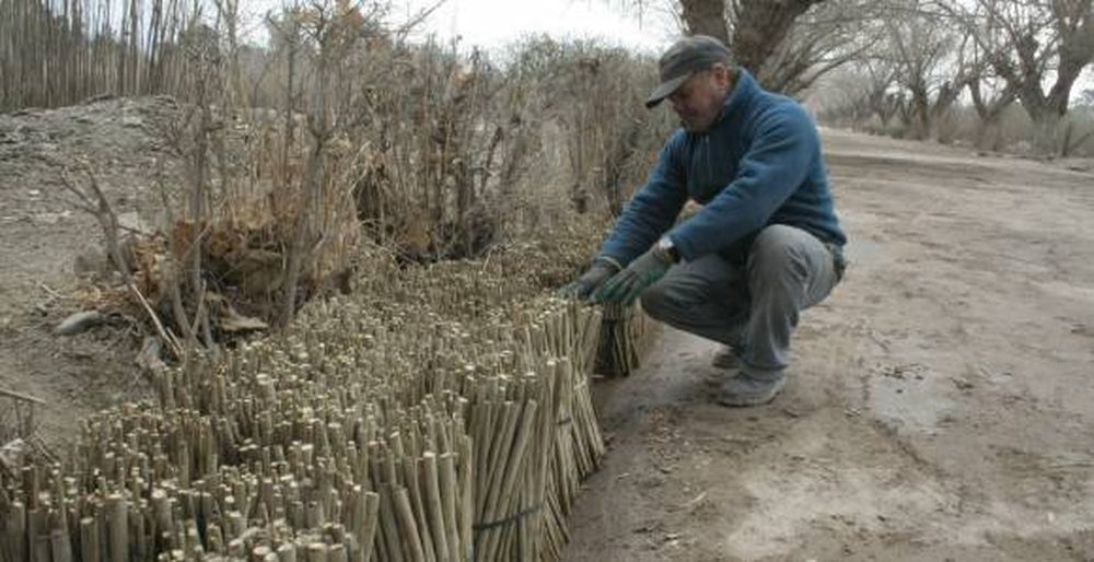 Árboles hasta un 50% más baratos que en el mercado