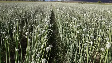 Ampelografía práctica a campo
