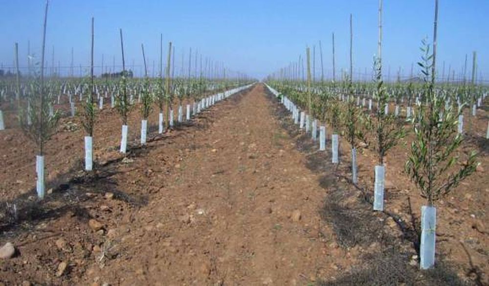 Olivos: Otro mega negocio para atraer a inversores