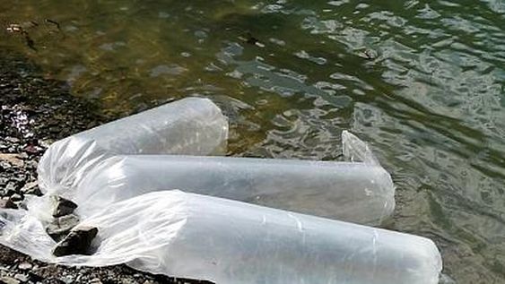 Sembraron 5 mil larvas de pejerrey en el dique Caracoles