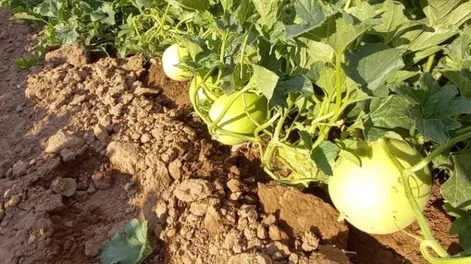 Consejos para tener buenos lotes, con estrés por altas temperaturas