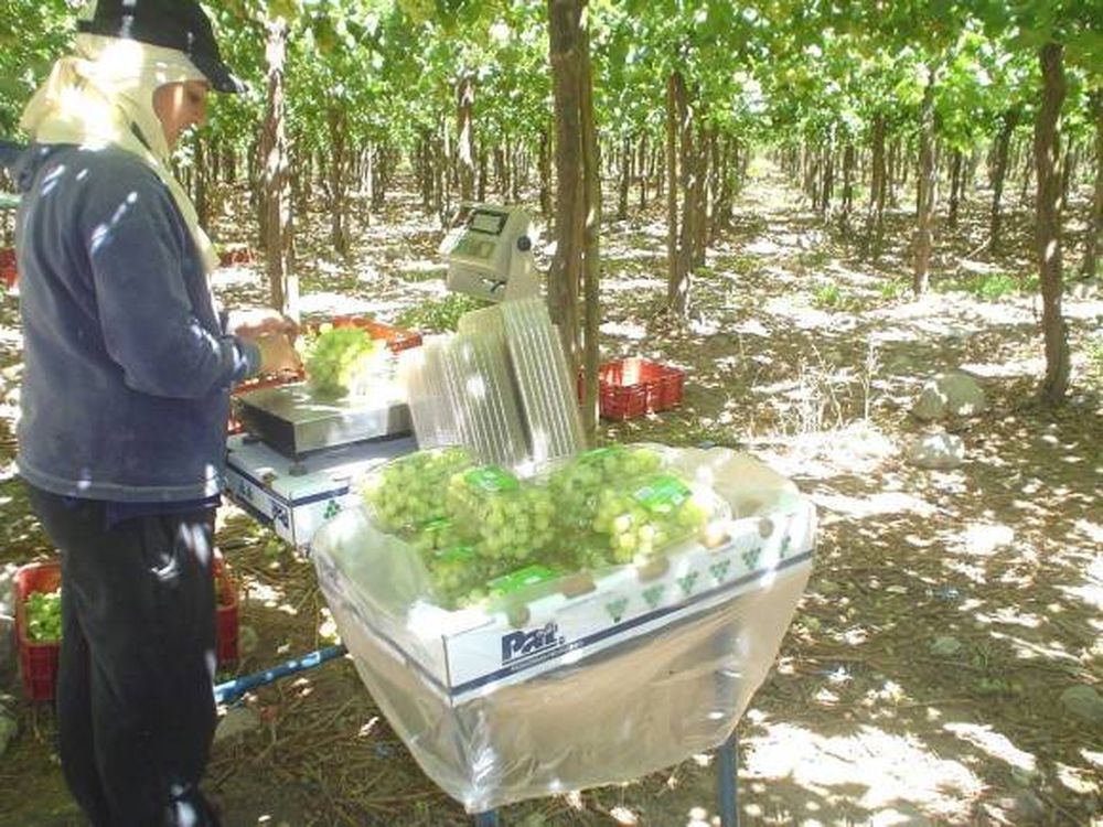 El lunes comienza la temporada de uva de mesa en la provincia