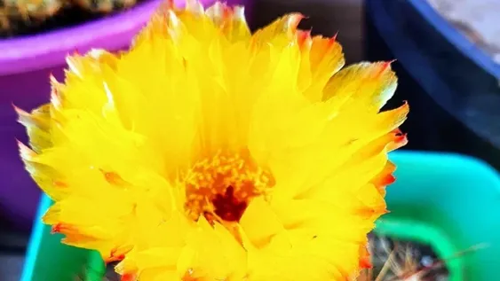 Más flores de cactus