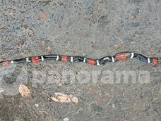En Jáchal apareció una víbora coral y es la tercera en pocos días. En Jáchal apareció una víbora coral y es la tercera en pocos días.