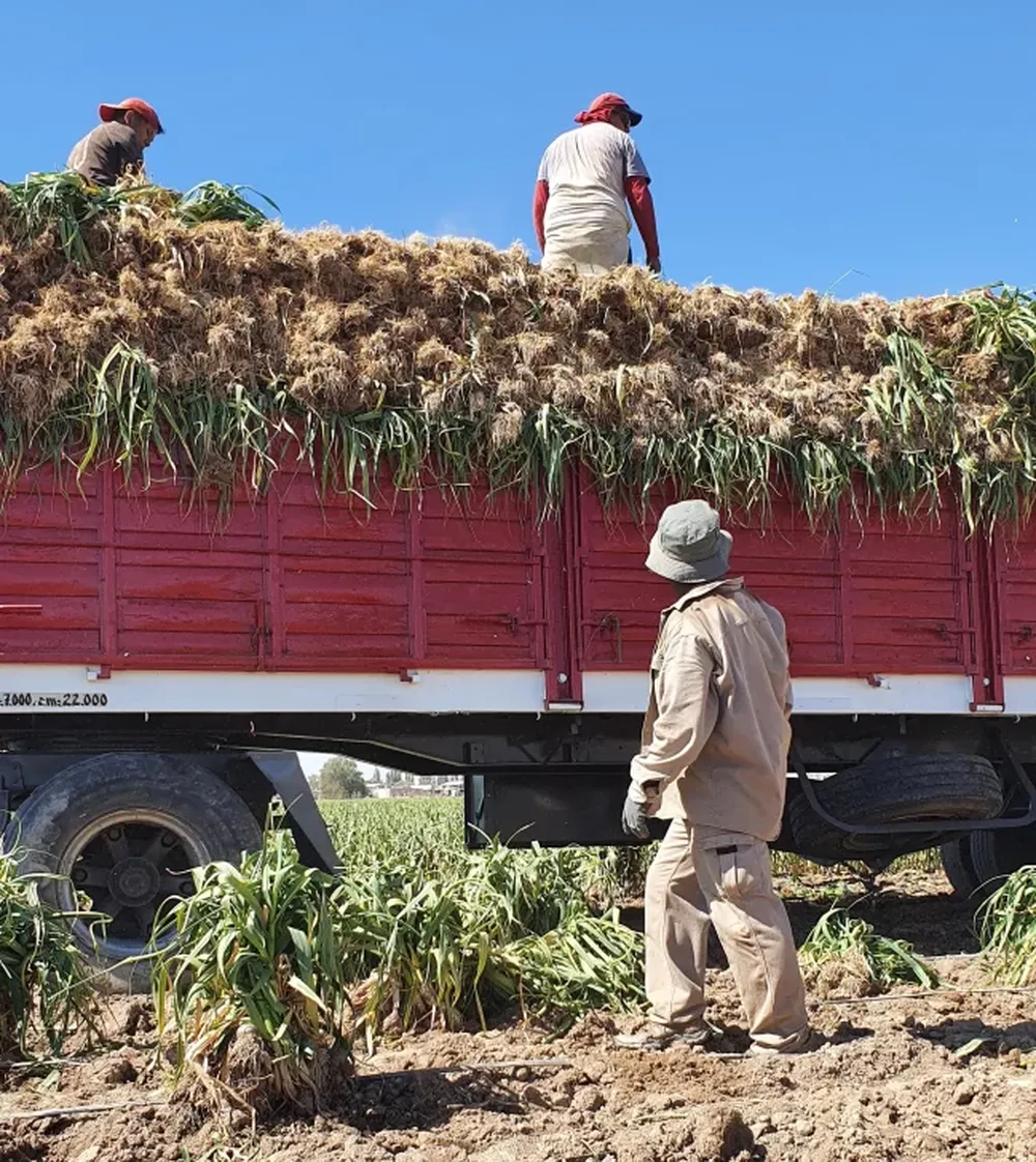 Drástica caída de precios