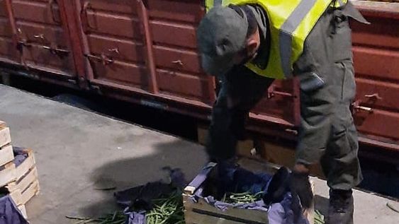 Hallan millonaria carga de coca