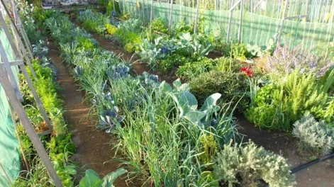 La crisis alimentaria global no es ajena a nuestra provincia