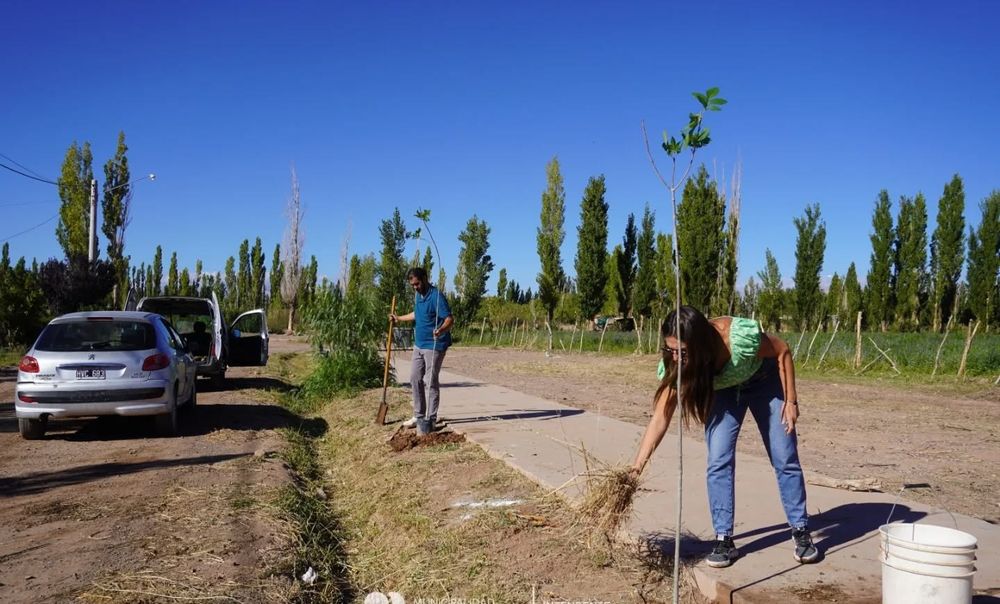 El municipio de Calingasta refuerza la forestación en los barrios de la localidad de Barreal.