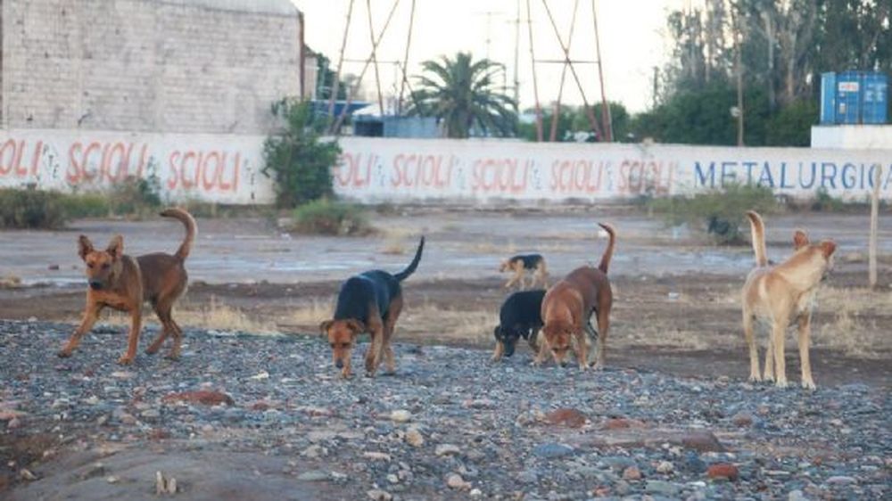 Aún no logran capturar a los perros que protagonizaron el ataque mortal en Rivadavia