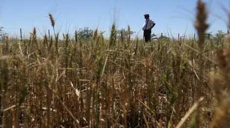 Lluvias intensas no solucionan la sequía porque matan al suelo