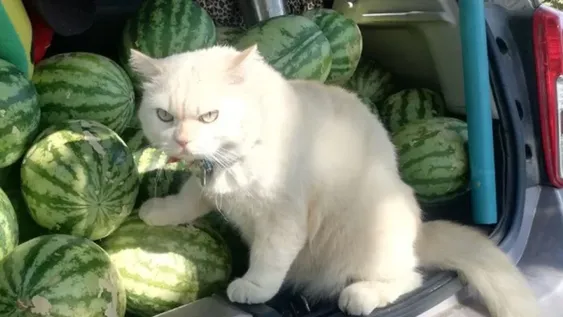 Un gato se volvió viral por “supervisar” a recolectores de sandías