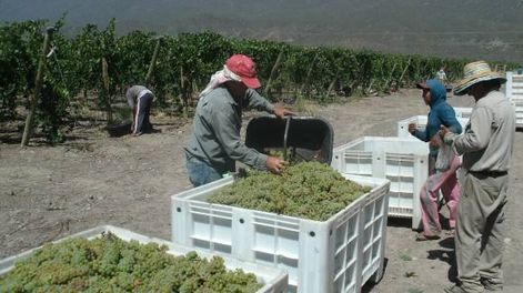 Comenzó en San Juan la cosecha de Sauvignon, Pinot y Viognier