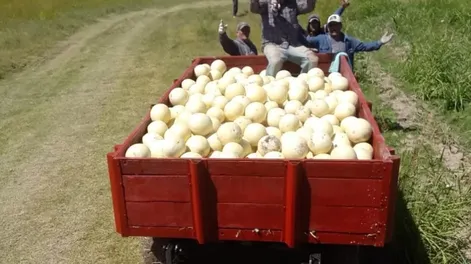 Boom fotográfico para el melón de Media Agua – San Juan