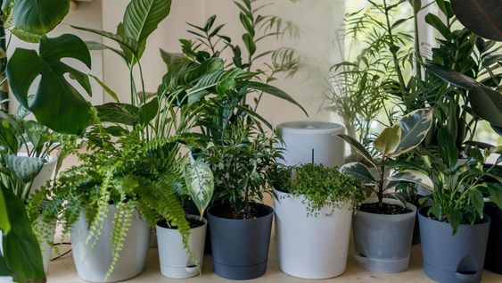 recomendaciones: como cuidar las plantas de interior y la calefaccion
