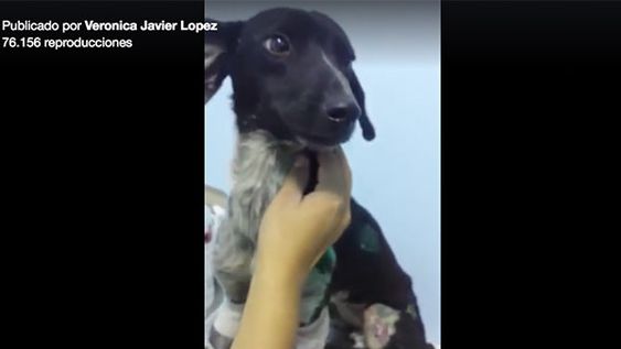 Así está ‘Luna’, la perrita arrastrada por un taxista