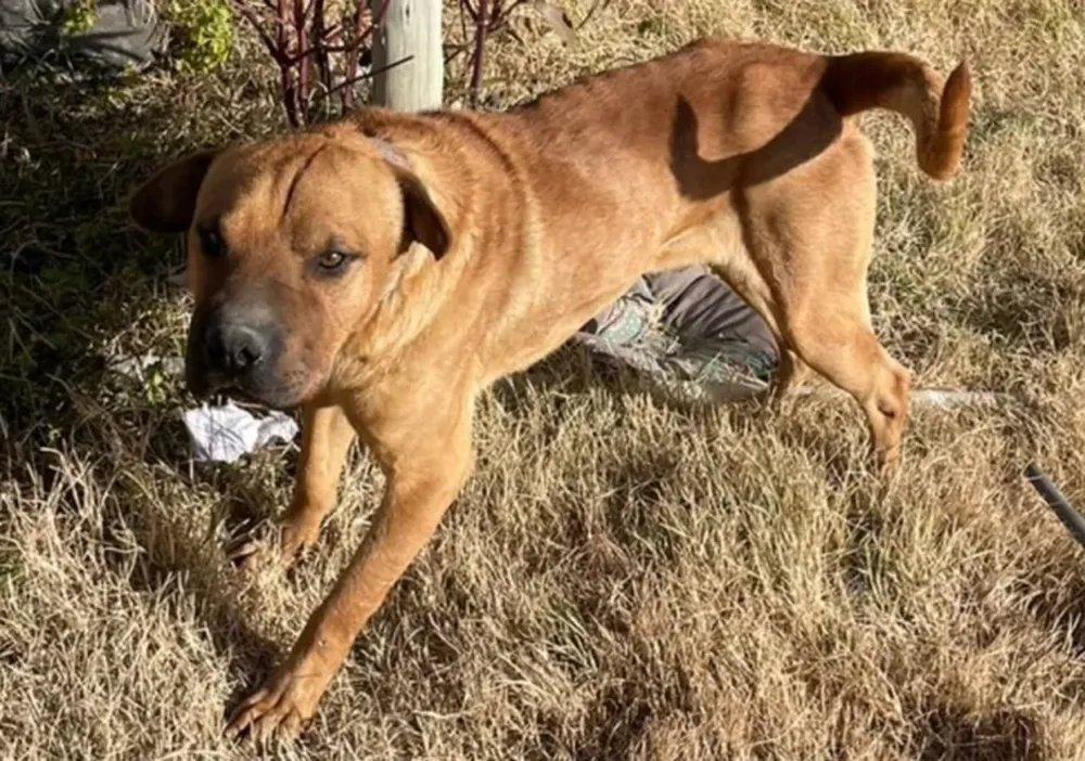 Un perro le arrancó el cuero cabelludo a un pequeño de 2 años
