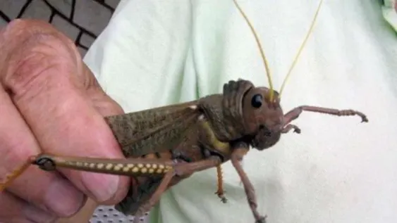 Por un insecto, el Senasa declaró alerta fitosanitaria en todo el país