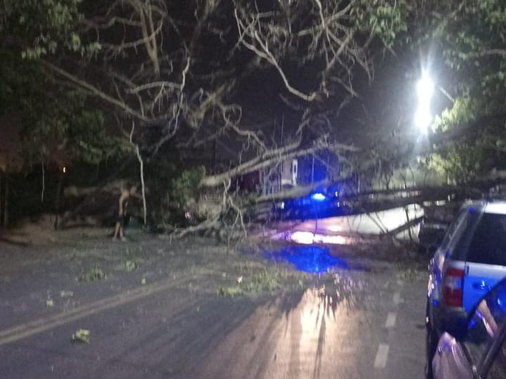 Desastre en un taller: cayó un árbol y destruyó tres vehículos