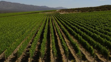 Cambios en la macroeconomía traerá más inversiones en vides