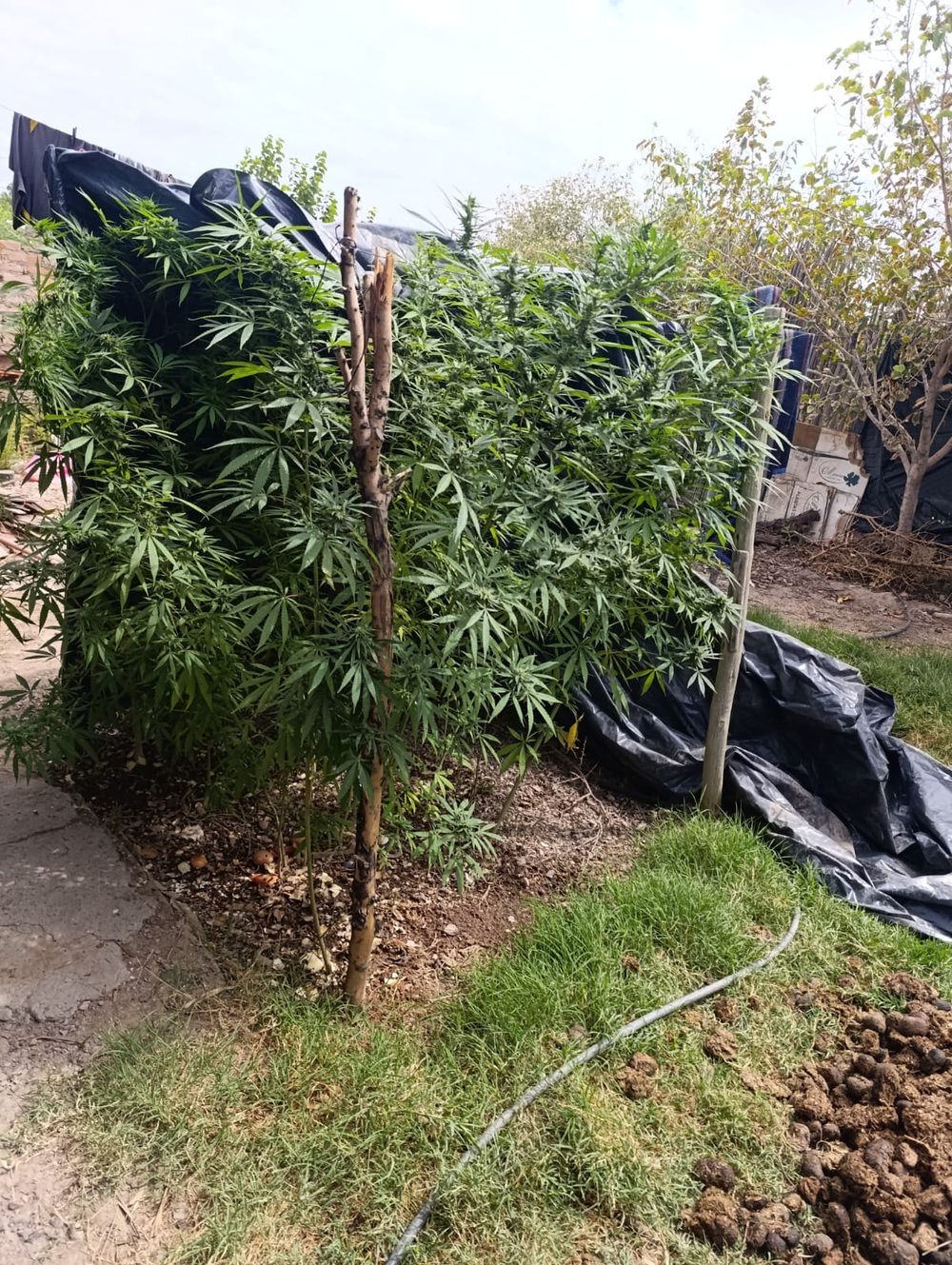 Las plantas de marihuana seucestradas en un domicilio de 25 de Mayo.