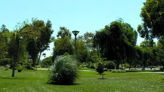 Árboles para alimentar el oasis