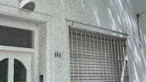 La invasión de mosquitos se volvió viral y en  las redes compartieron las experiencias más increíbles