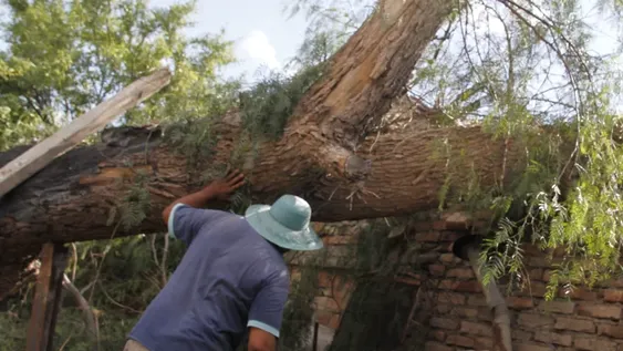 Se llevaron un gran susto por un árbol que les cayó en el techo