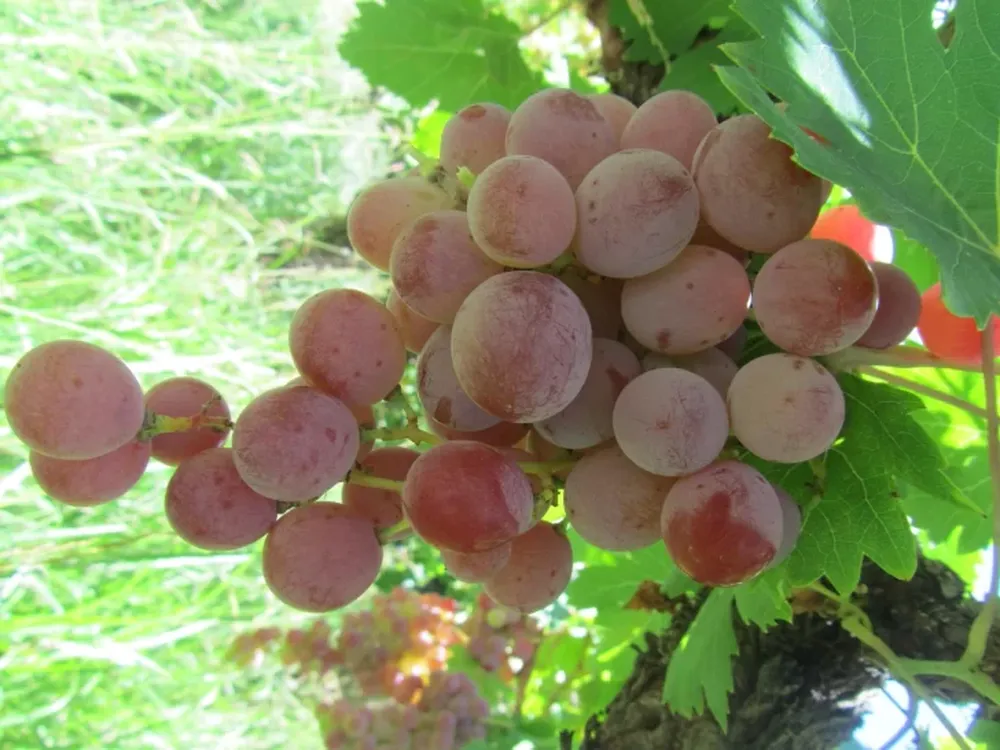 Estudio de diversidad genética y potencial enológico sin explotar