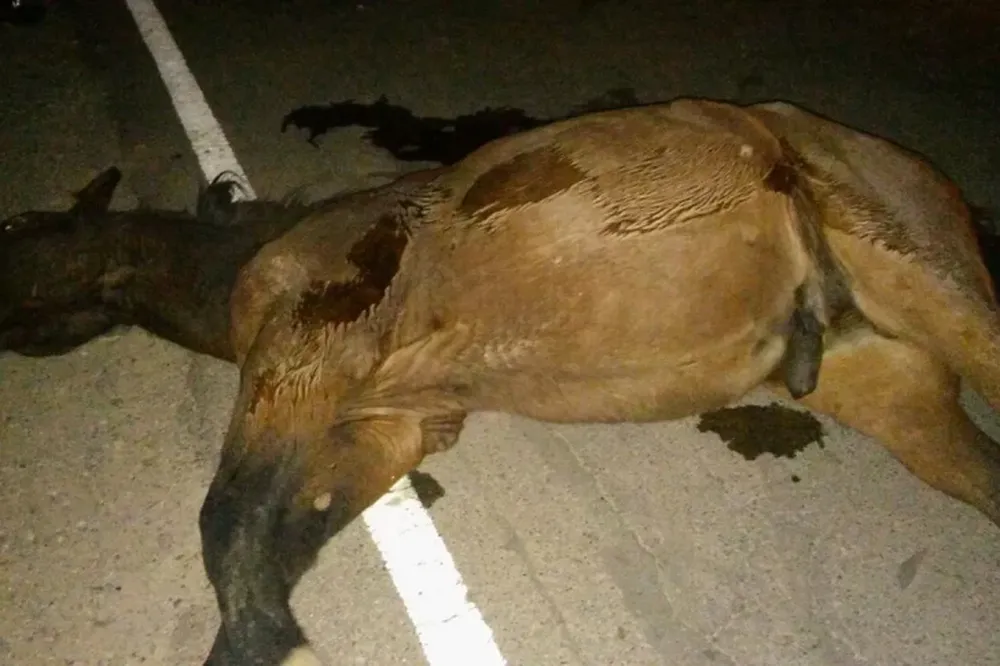 Un bebé de sólo 3 años sufrió un fuerte golpe en la cabeza luego de caer de un caballo