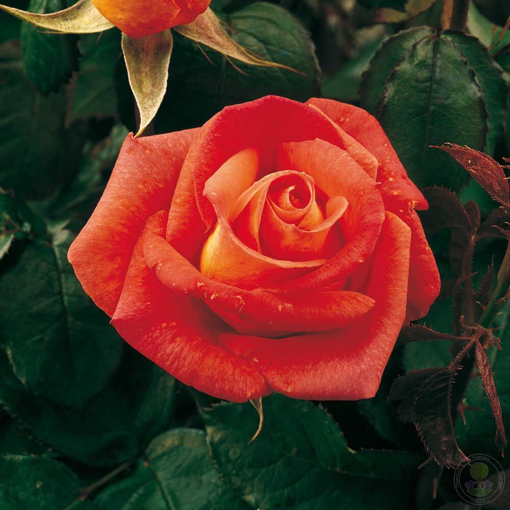 Rosal Folklore