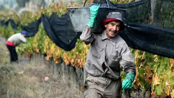 COSTOS. Algunos insumos de la vendimia se mantuvieron y otros, como el combustible y la energía, se encarecieron por encima de la inflación.