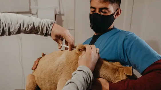 Ya están inscriptos los 1.500 perros que serán chipeados gratis por Ambiente